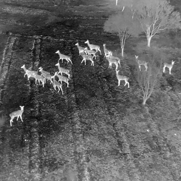 Drone Services - Drone thermal imaging camera pest deer spotting